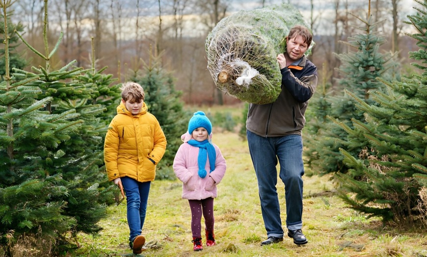 Image 1: Tannenbaum zum Selberschlagen inkl. Heißgetränk für bis zu 4 Personen