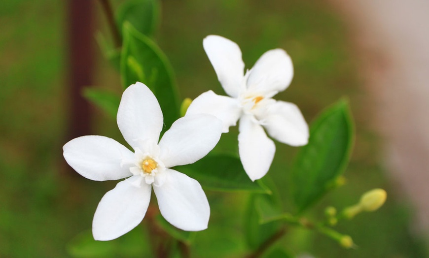 Image 5: One, Two or Three Jasminum Officinale Potted Plants