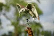 Up to 60% Off on Falconry - Recreational at The Falconry School - Image 3