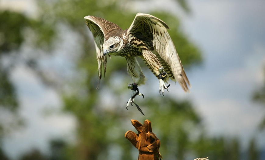 Image 3: Three-Hour Falconry Experience