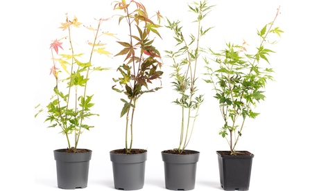 4 o 8 piante di acero giapponese