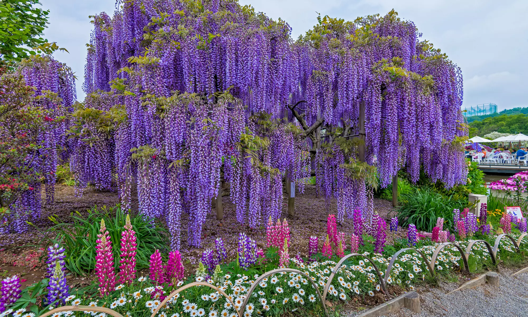 3x oder 6x Blauregen-Pflanze