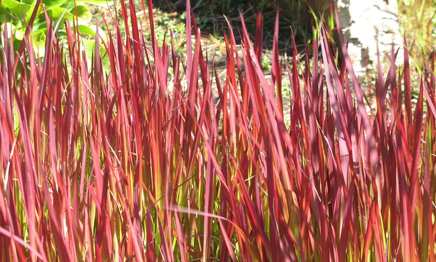 Image 1: Japanese Blood Grass 9cm
