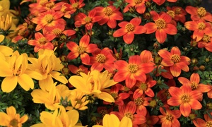 Bidens Rising Sun Collection – 3, 6 or 9 Plants 