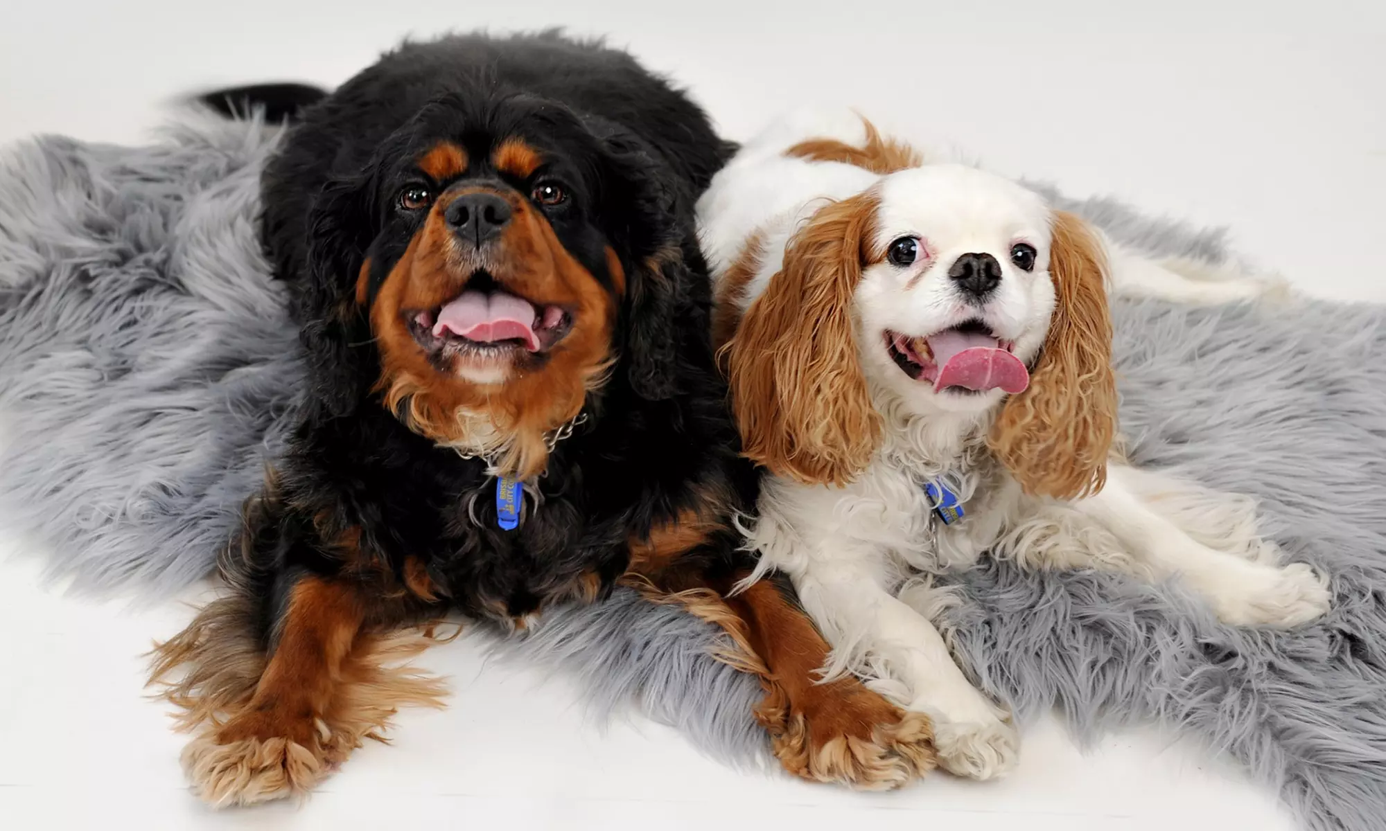 Family & Pet Photoshoot