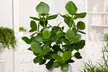 Lot de 2 ou 4 plantes Clusia rosea 'Princess' - Image 3