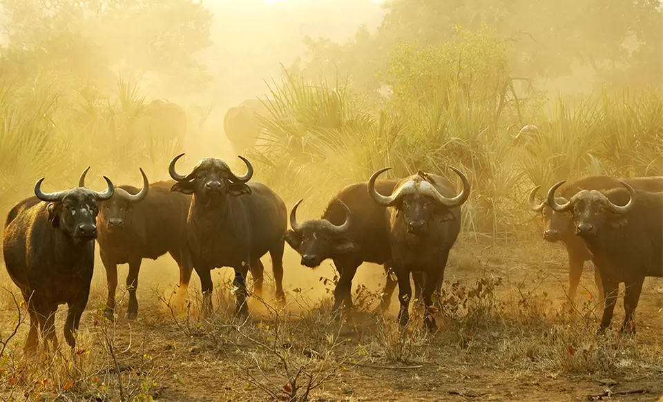 ✈ 12-Day Tour of South Africa with Round-Trip Airfare from Gate 1 Travel. Price per Person Based on Double Occupancy. - Primary Image
