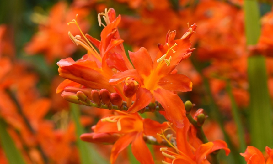 Image 8: 5 or 10 Crocosmia Spitfire Bulbs