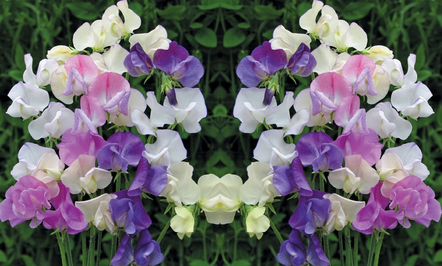 Image 3: Sweet Pea 'Scent Infusion' Premium Multisown Plug Plants