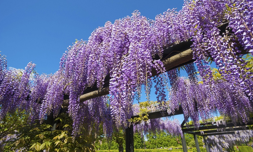 Image 4: Scented Climbing Wisteria – 1, 2 or 3 Potted Plants
