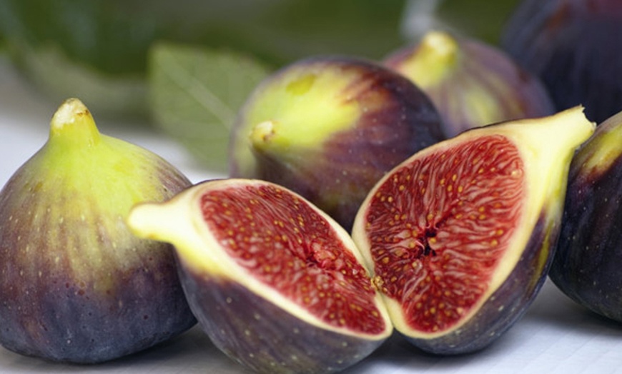 Pre-Order: Edible Fig Tree Mixed Variety 6