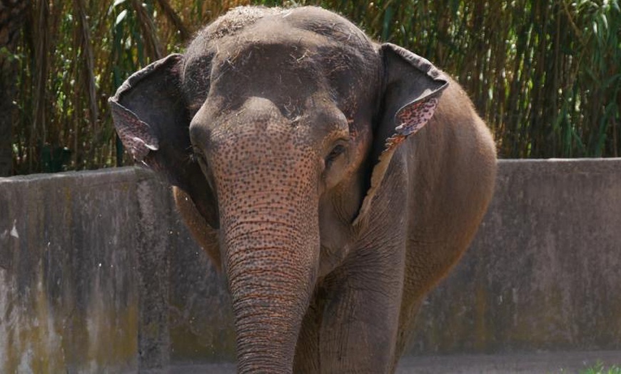 Image 9: Zoo de Fréjus : les animaux comme vous ne les avez jamais vus !