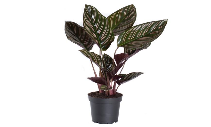 Image 4: Calathea Ornata 'Sanderiana' Pot