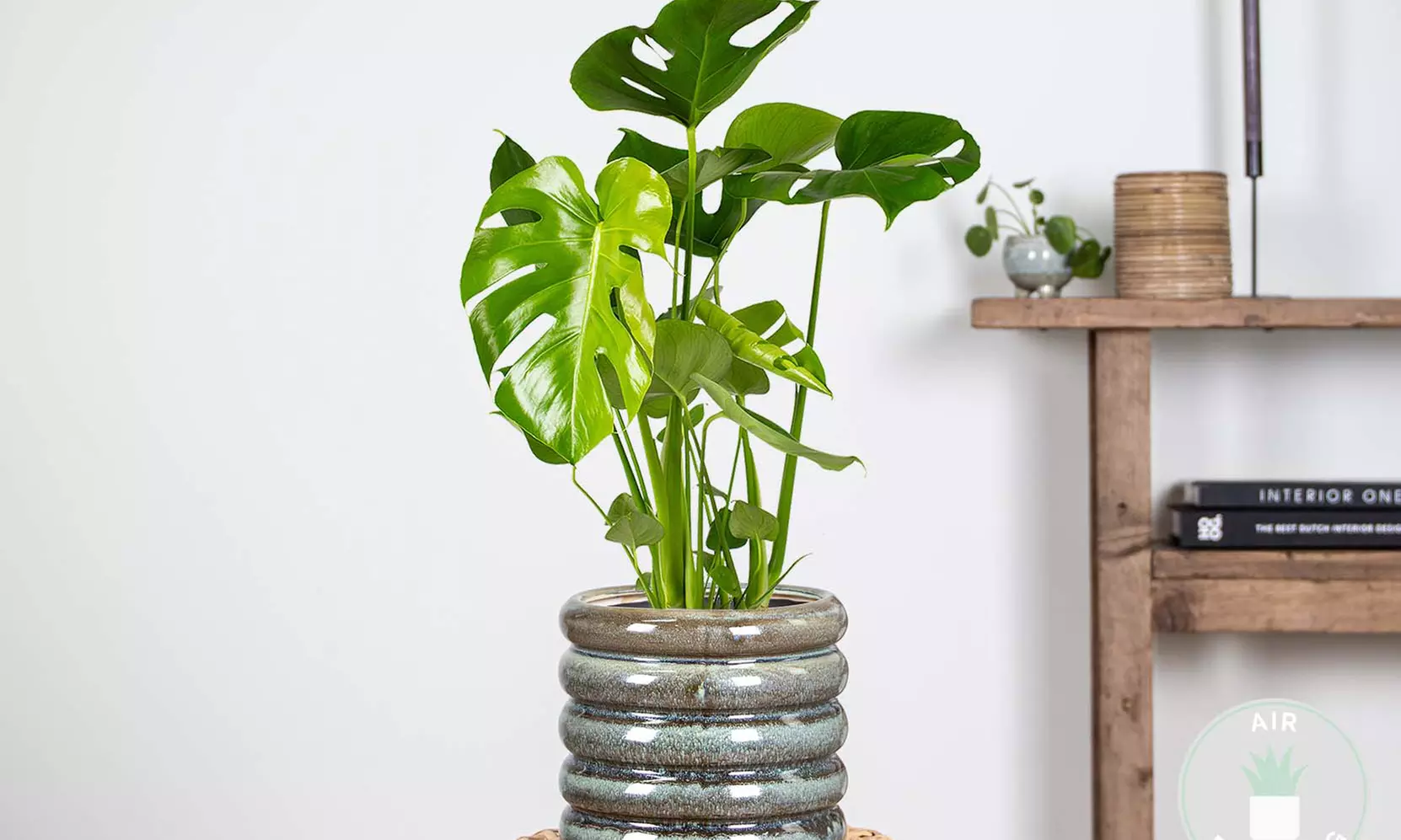 1x oder 2x XL Fensterblatt Pflanze Monstera Deliciosa