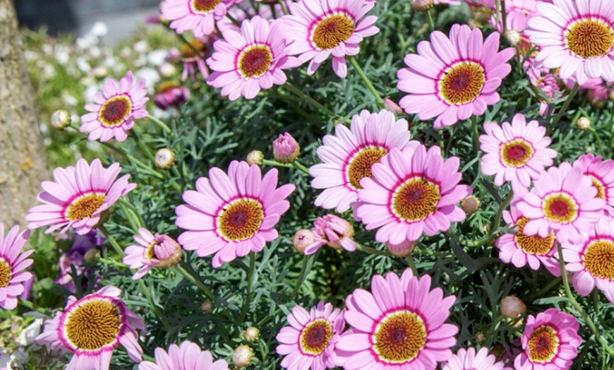 Image 3: 5, 10 or 20 Argyranthemum 'GranDaisy Pink' Plug Plants