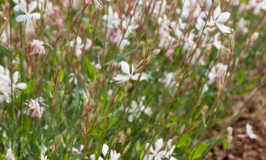 Image 6: Perennial Plug Plants Lucky Dip