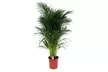 1 ou 2 palmiers Areca 100-120 cm, livrés en pot - Image 3