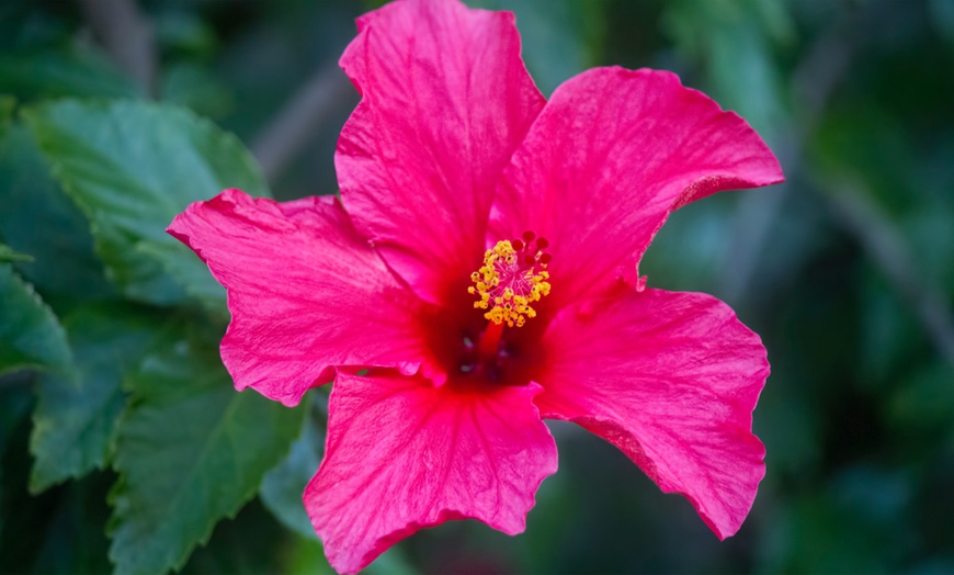 Image 5: Hibiscus rustiques