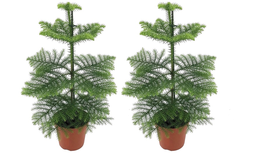 Image 6: Plantes d'intérieur Araucaria