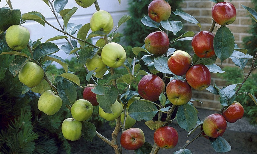 Image 4: Duo Fruit Tree