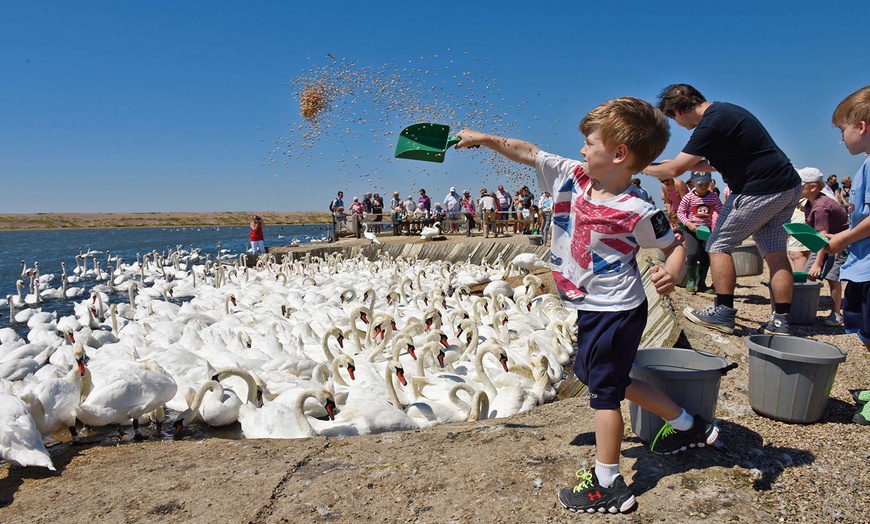 Image 2: Entry to Swannery, Gardens and Farm: Child (£10.5), Adult (£12.5)