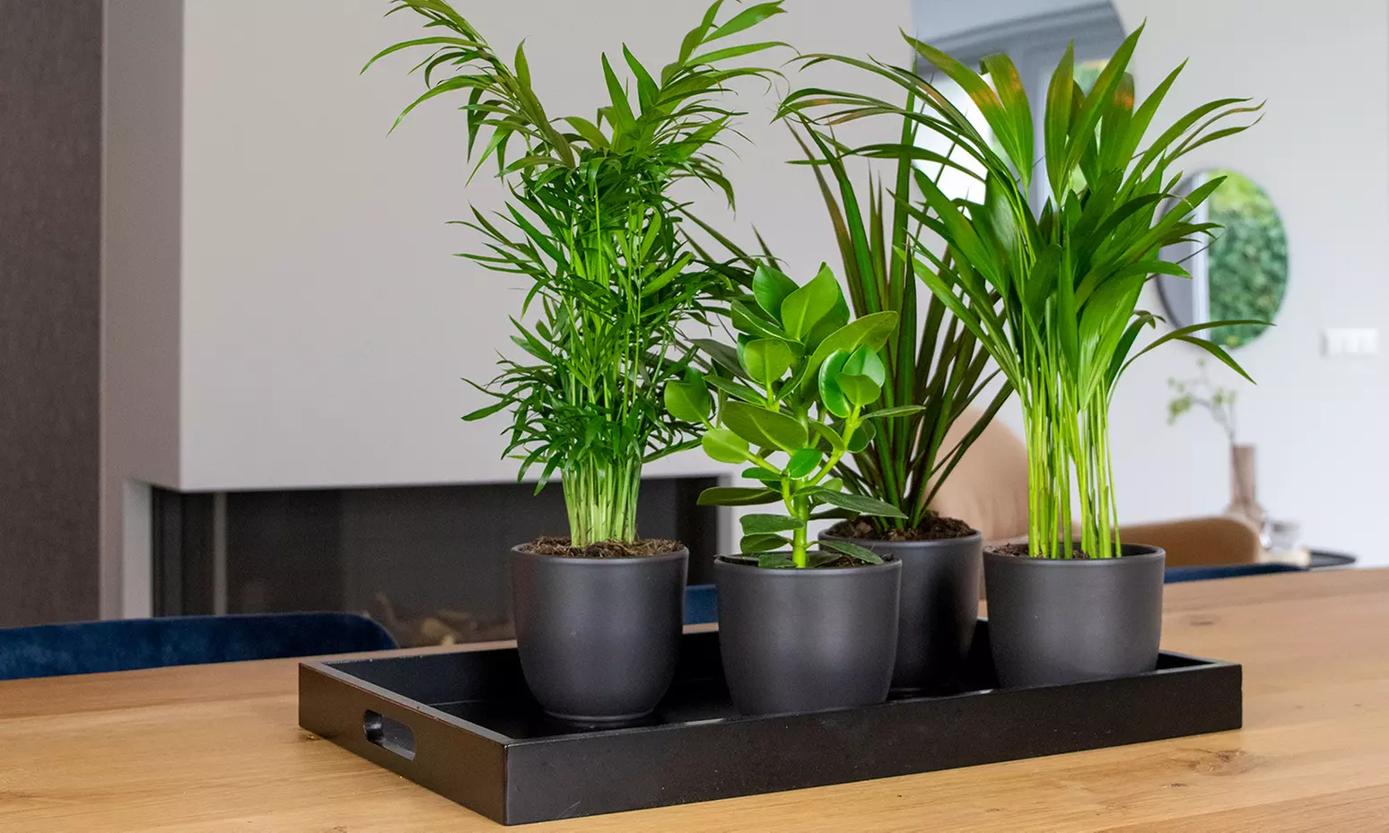 Set van 4 gemixte kamerplanten