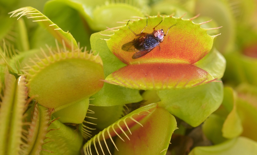 Image 5: Carnivorous Plants with Pots