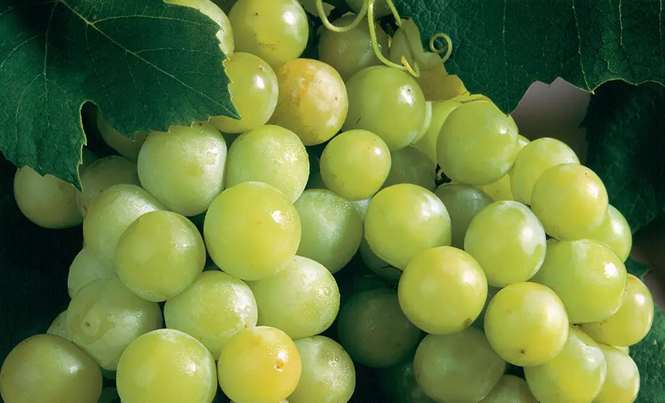 Grow Your Own Grape Vines Bare Root Plant - Second Medium