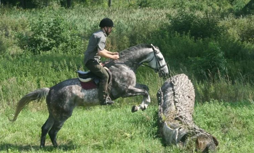 Image 4: Jazda konno od podstaw na lonży i jazda indywidualna: konie i kuce