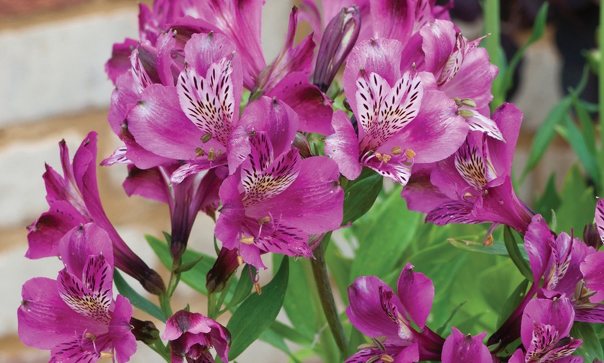 Image 1: Three or Six Alstroemeria 'Butterfly Hybrids' Plants