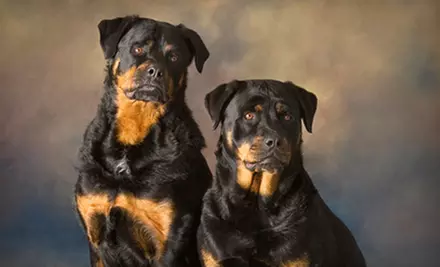 30- or 60-Minute Pet Photo-Shoot Package at In-Focus Photography in Saint Francis (82% Off) - Primary Image