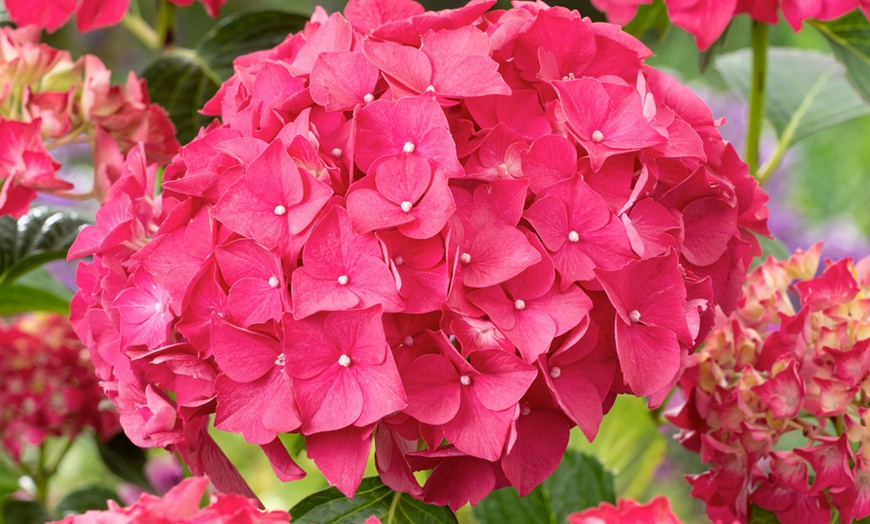 Image 8: Set Hortensias Hydrangea macrophylla