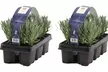 Lot de 6, 12 ou 18 plantes de lavande "Lavandula Angustifolia" - Second Medium