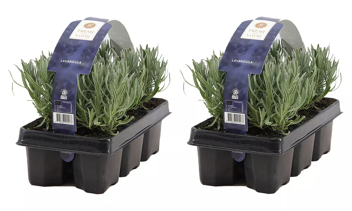 Lot de plantes de lavande