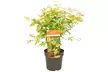 1x oder 2x Fächerahorn (Acer palmatum) ‘Orange Lace’ - Second Medium