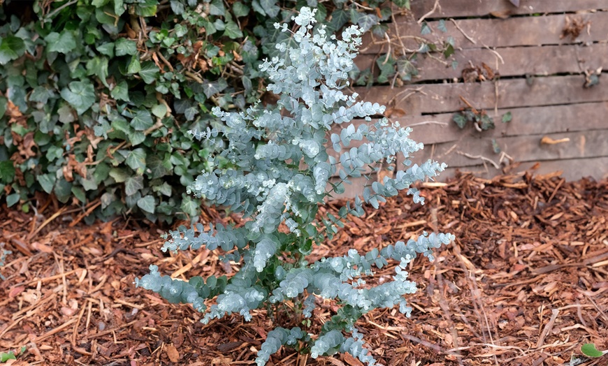 Image 1: YouGarden Eucalyptus gunnii 'Azura' Plant