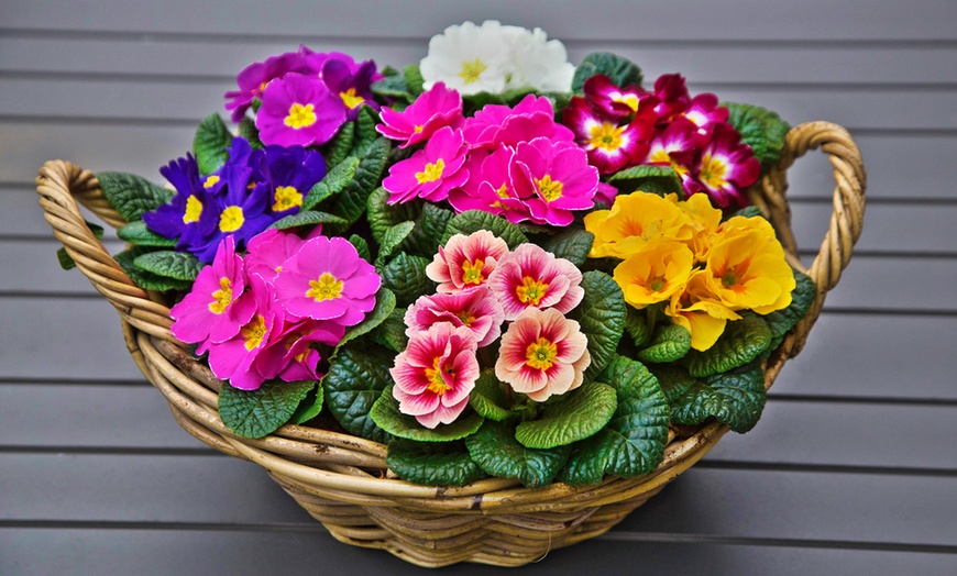 Image 4: Spring-Flowering Mixed Primula Collection - up to 10 Plants