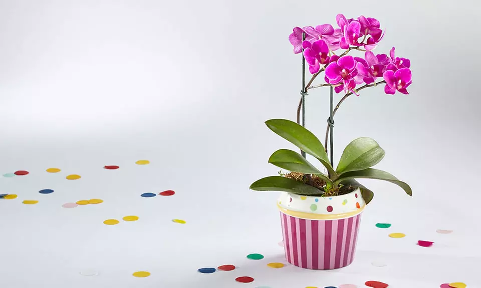 $15 for $30 Worth of Flowers and Gifts from FTD.com - Second Medium