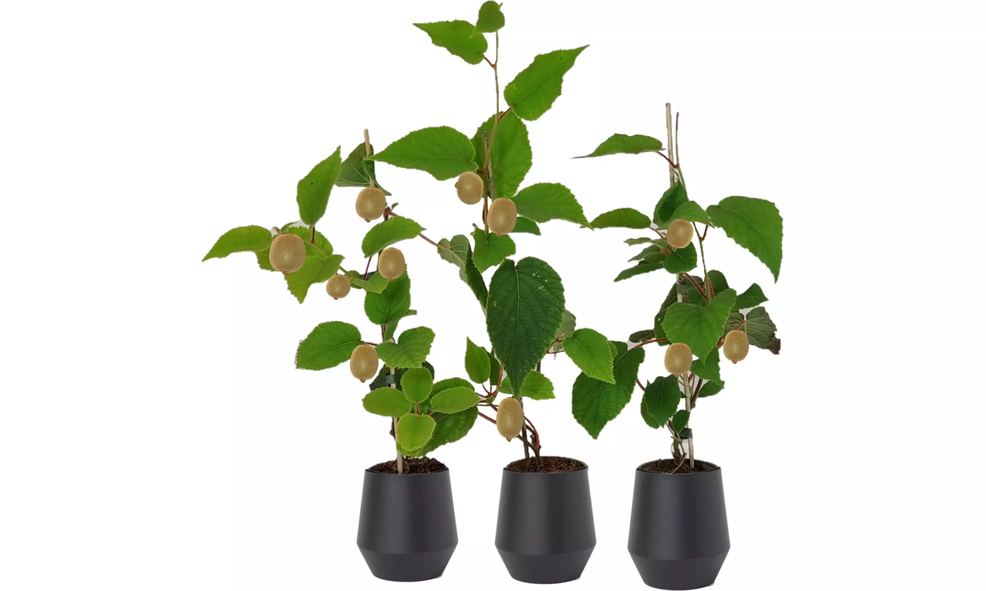 3x oder 6x Kiwi-Pflanze „Jenny"