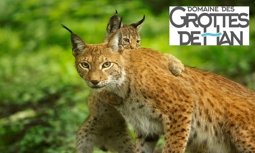 Image 1: Aventurez-vous au cœur de la Grotte de Han et de son Parc Animalier