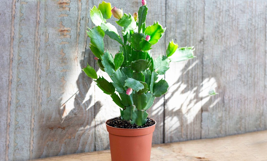 Image 2: Schlumbergera Tricolour Cactus