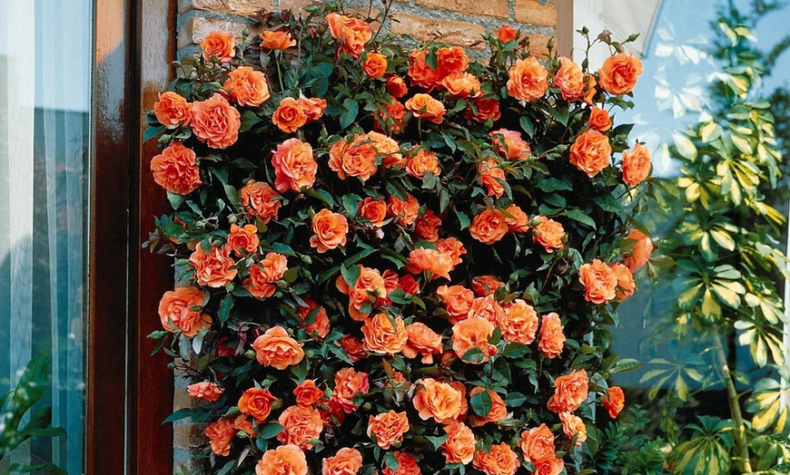 Image 4: Climbers Rose Four-Pack 