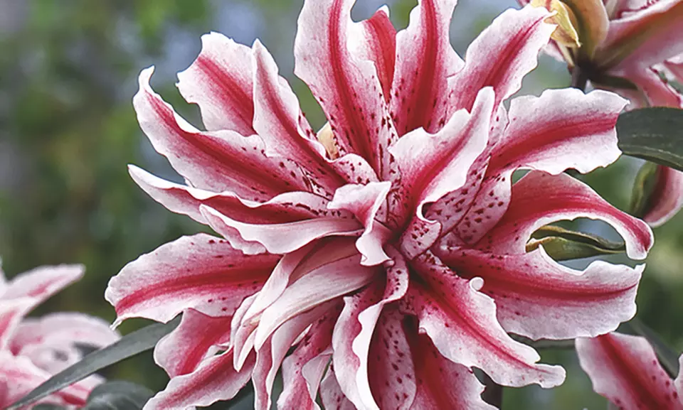 Double-Flowered Oriental Magic Star Lilies (5 Bulbs) - Primary Image