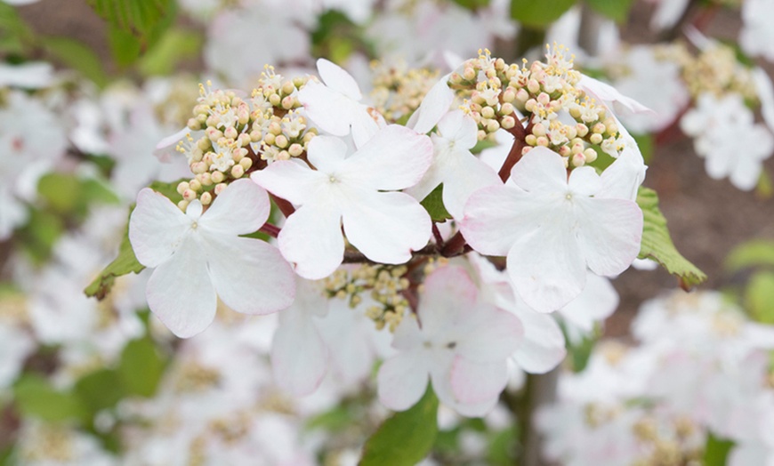 Image 1: Viburnum 'Kilimanjaro Sunrise' - Up to 3 Potted Plants