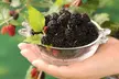 Mulberry 'Charlotte Russe' (Mojo Berry) - 1, 2, or 3 Potted Plants - Image 2