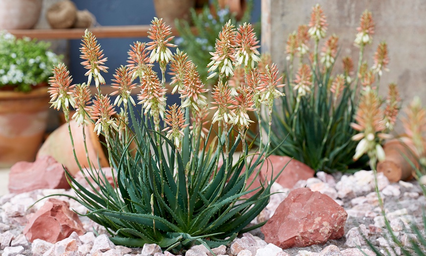 Image 1: Aloe Safari Sunrise Plant