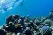 Scuba diving or Fujairah Diving or Snorkeling Trip at Goblin Diving Center( Up to 50% Off) - Image 2