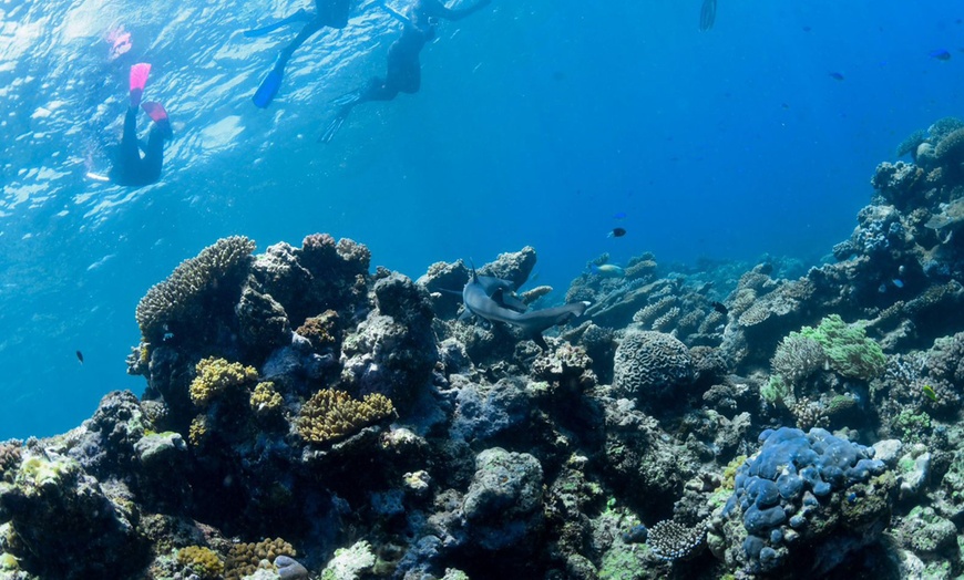 Image 2: Scuba or Fujairah Diving or Snorkeling at Goblin Diving Center