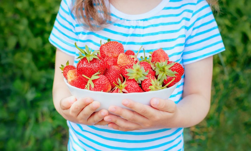 Image 3: Giant Strawberry Sweet Colossus - 1 or 2 Potted Plants