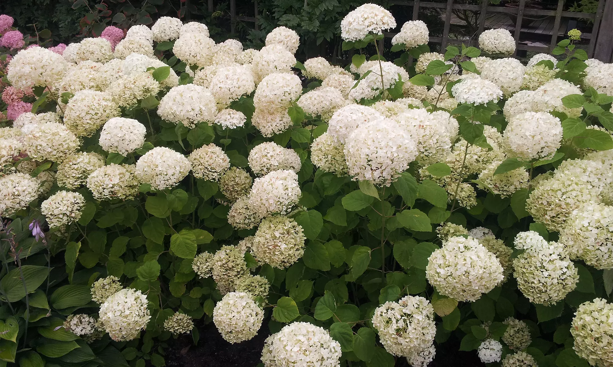 1, 2 o 4 hortensias "Strong Annabelle"